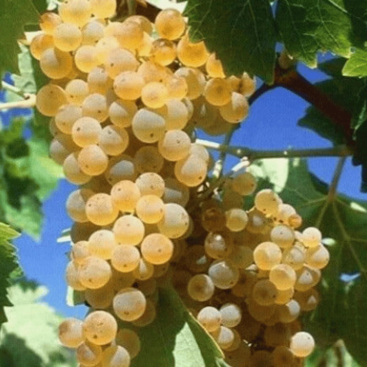 Winorośl Winogrona Bianca - obrazek 2