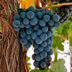 Winorośl Winogrona Buffalo