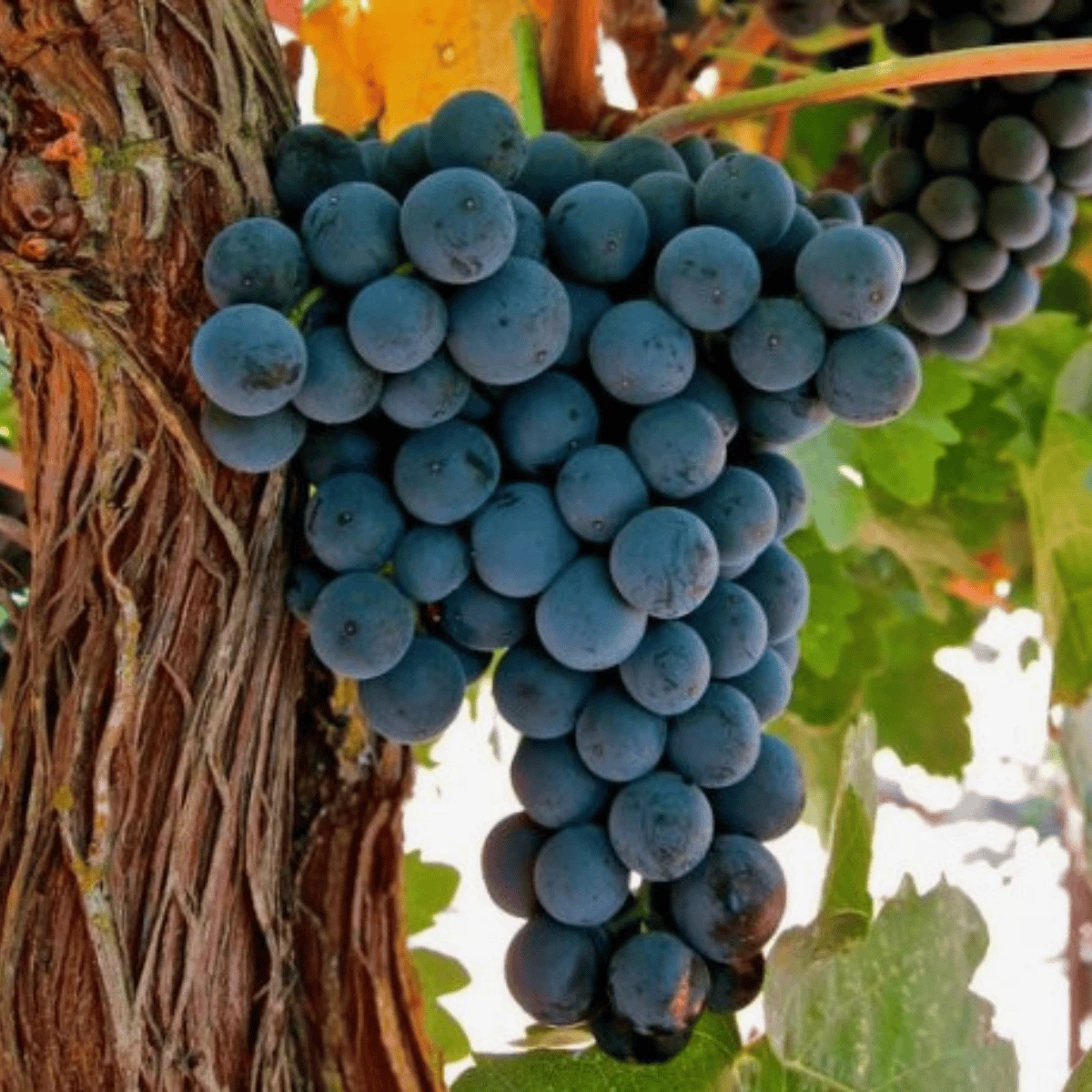 Winorośl Winogrona Buffalo