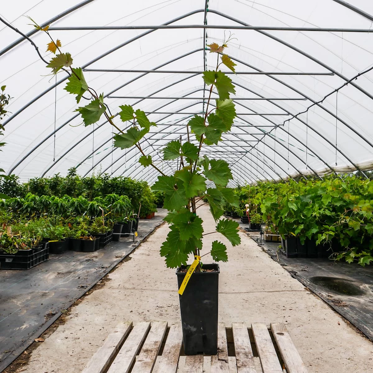 Winorośl Winogrona Cascade - obrazek 3