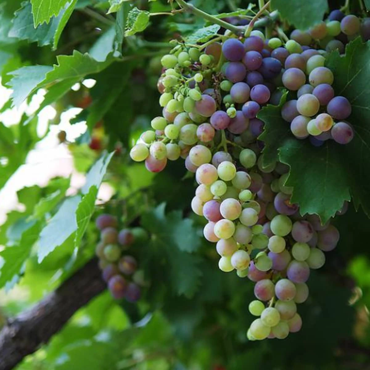 Winorośl Winogrona Cascade - obrazek 2