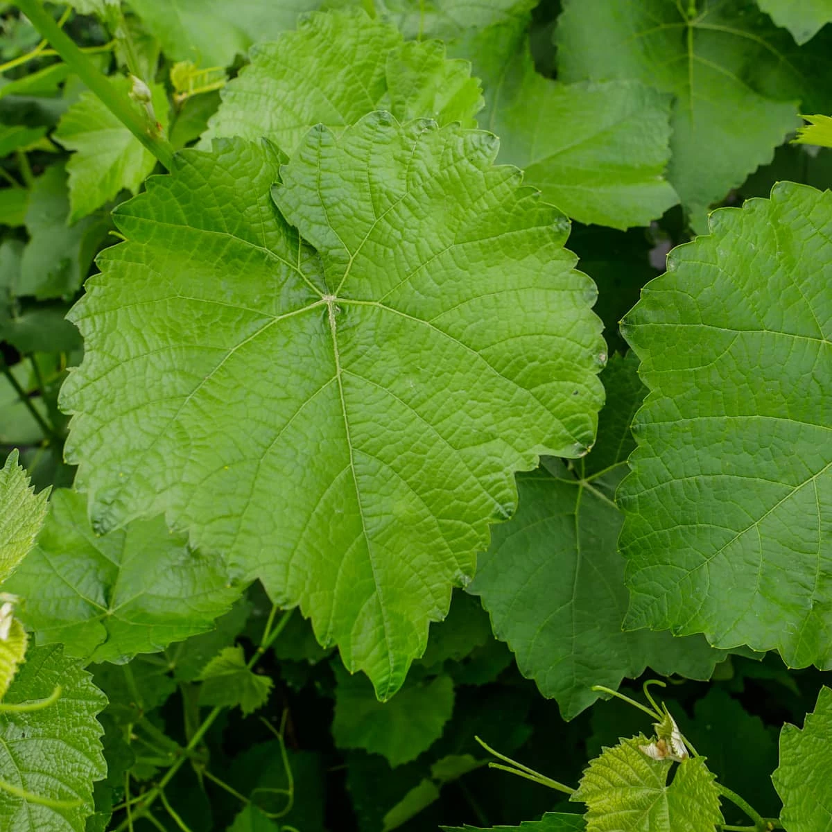 Winorośl Winogrona Cayuga White - obrazek 2