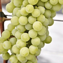 Winorośl Winogrona Iza Zaliwska