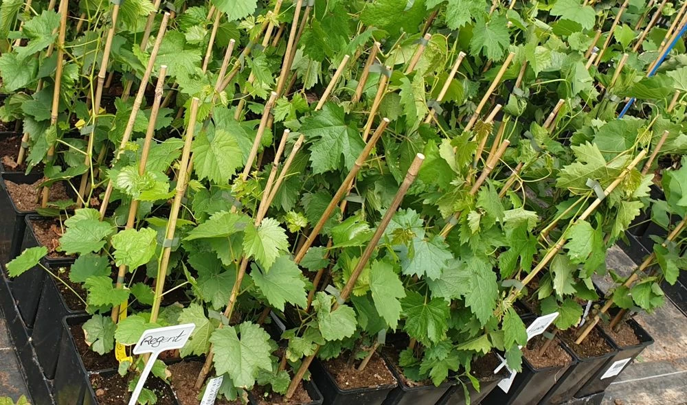 Winorośl Winogrona Krystali - obrazek 5