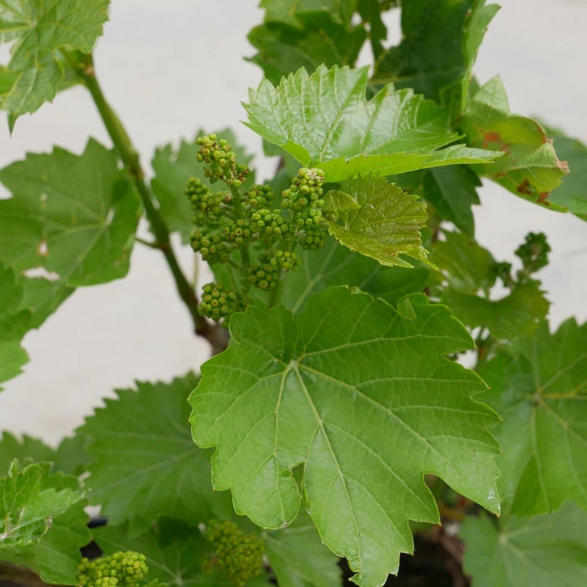 Winorośl Winogrona Krystali - obrazek 2