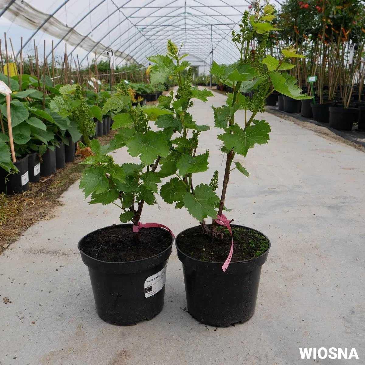 Winorośl Winogrona Krystali - obrazek 3