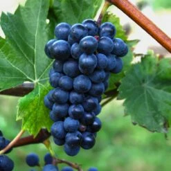 Winorośl Winogrona Marechal Foch