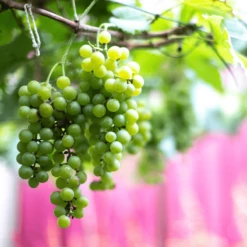 Winorośl Winogrona Ontario