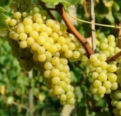 Winorośl Winogrona Prim