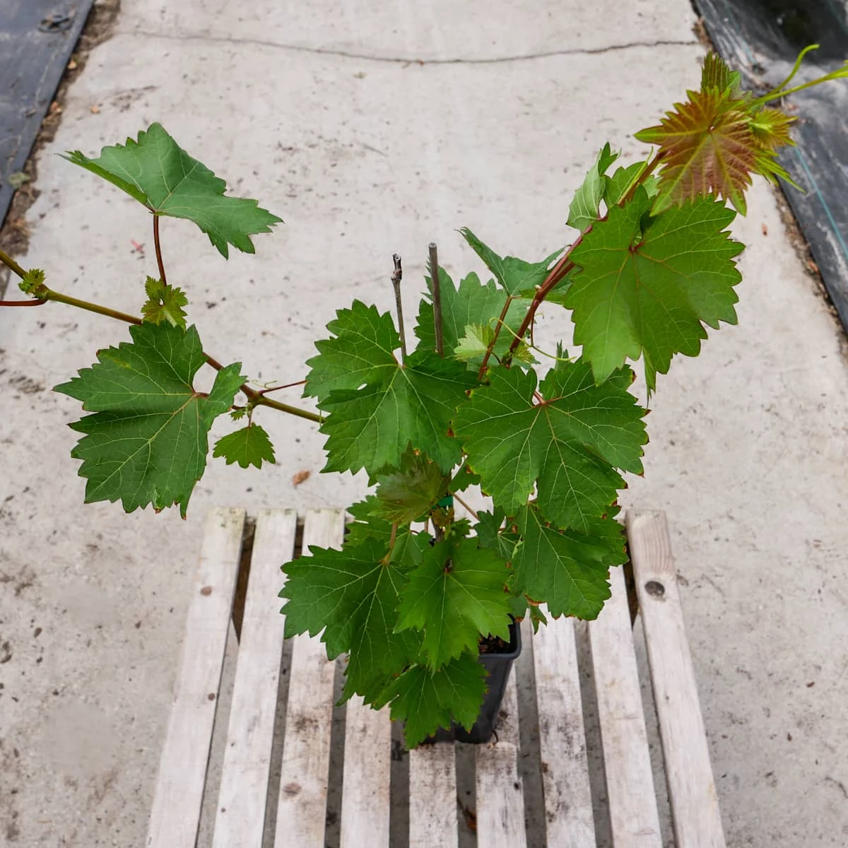 Winorośl Winogrona Rondo - obrazek 5