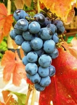 Winorośl Winogrona Schuyler