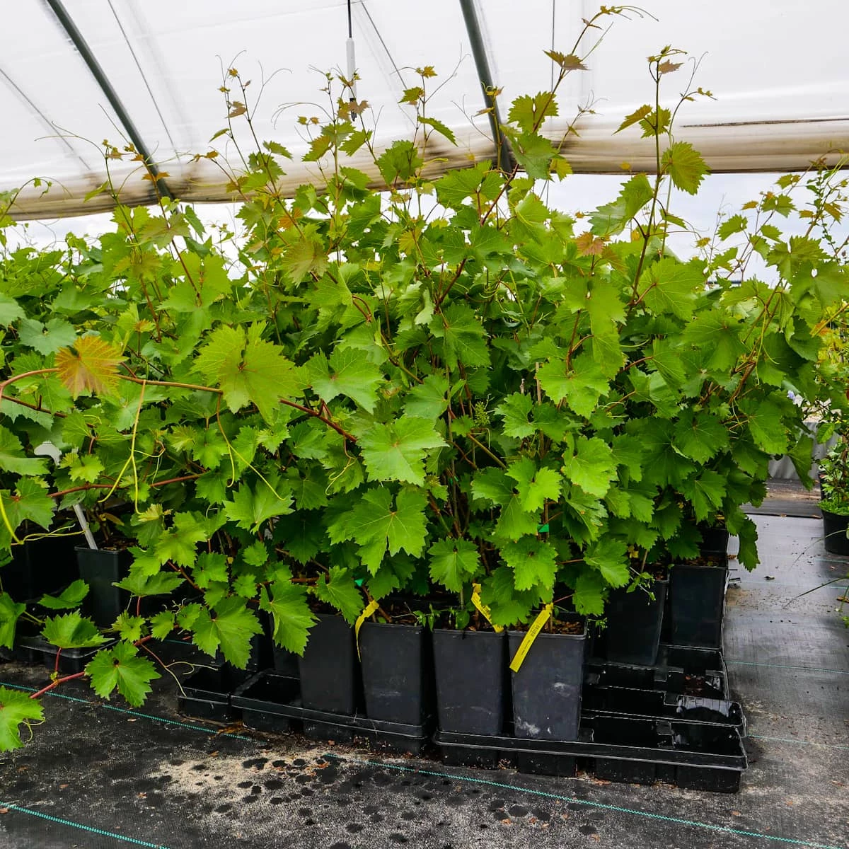 Winorośl Winogrona Zilga - obrazek 4