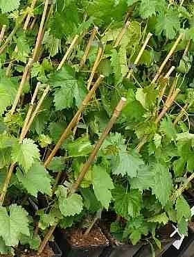 Winorośl Winogrono Boglarka - obrazek 2