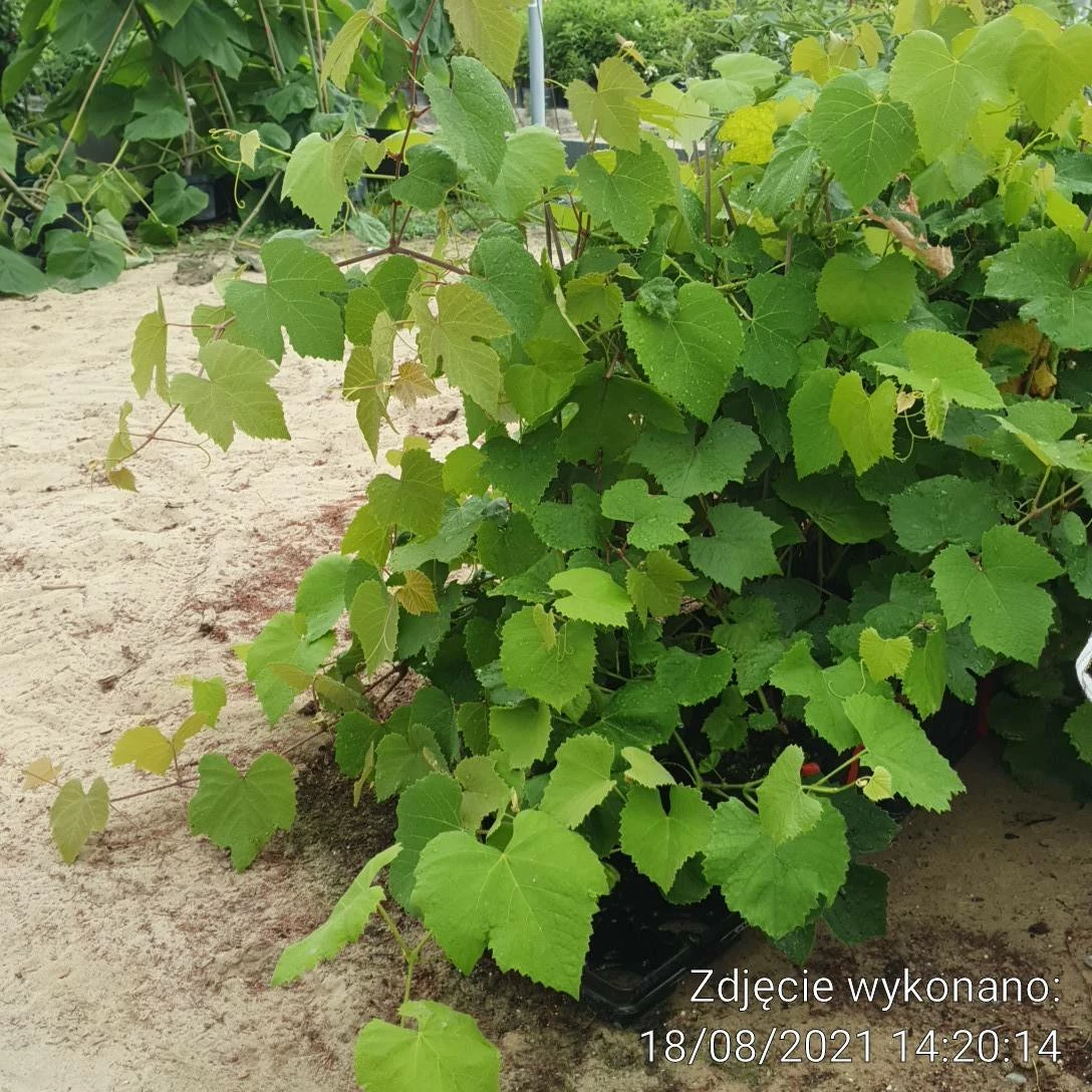 Winorośl Winogrono Boglarka - obrazek 4