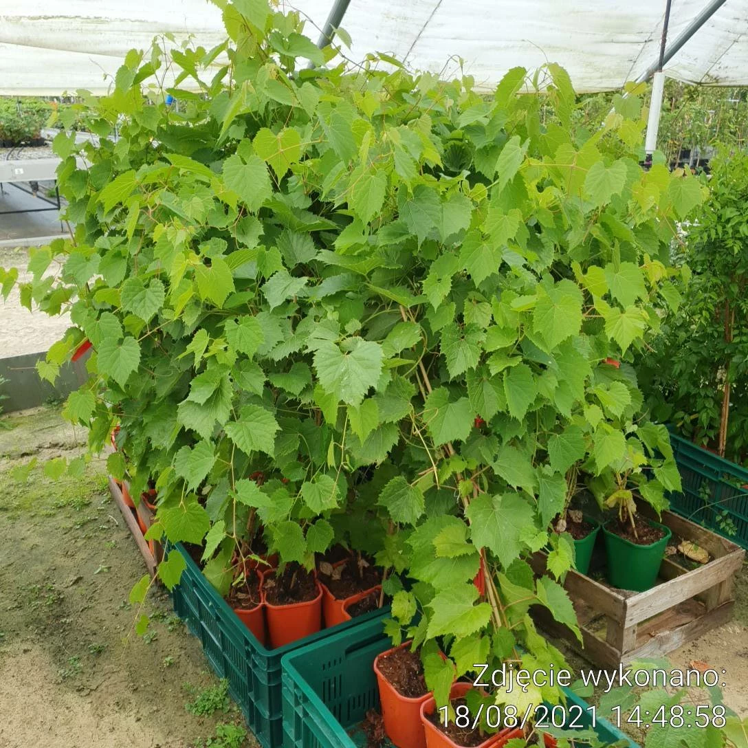 Winorośl Winogrono Boglarka - obrazek 5