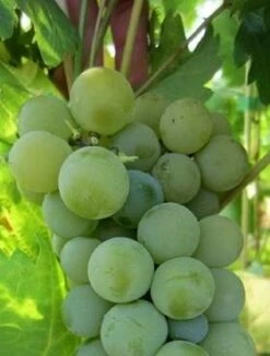 Winorośl Winogrono Michigan