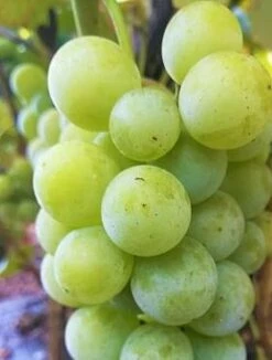 Winorośl Winogrono Noah