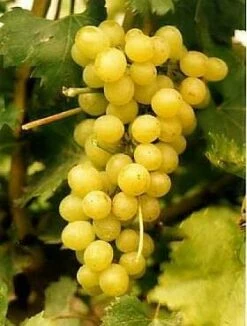 Winorośl Winogrono Polar