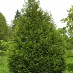 Żywotnik Olbrzymi 'Atrovirens' (C2)