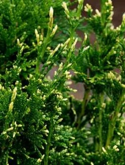 Żywotnik Olbrzymi CanCan (C2)