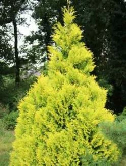 Żywotnik Olbrzymi 'Collyers Gold'