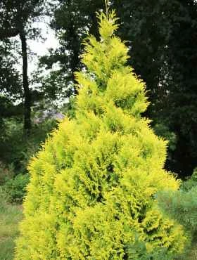 Żywotnik Olbrzymi 'Collyers Gold'