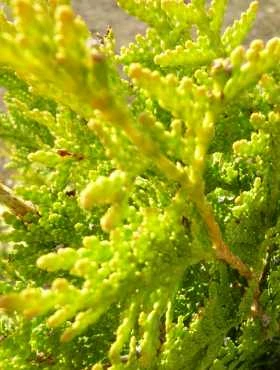 Żywotnik Olbrzymi 'Collyers Gold' - obrazek 2