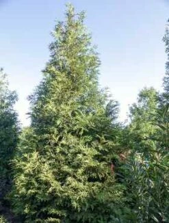 Żywotnik Olbrzymi 'Dura'