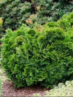 Żywotnik Olbrzymi 'Eschrichs Grüne Kugel'