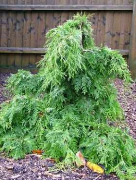 Żywotnik Olbrzymi 'Holly Turner' - obrazek 4