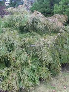 Żywotnik Olbrzymi 'Holly Turner' - obrazek 3