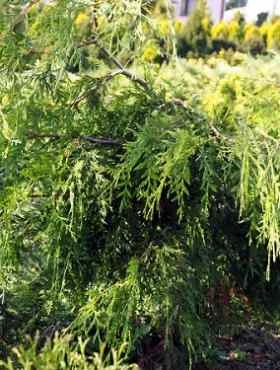 Żywotnik Olbrzymi 'Holly Turner' - obrazek 2