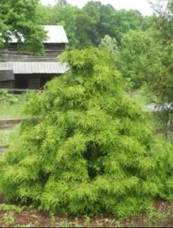 Żywotnik Olbrzymi 'Holly Turner'