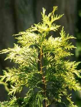 Żywotnik Olbrzymi 'Irish Gold' - obrazek 2