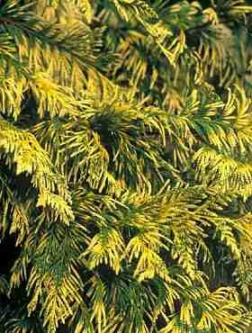 Żywotnik Olbrzymi 'Irish Gold' - obrazek 3