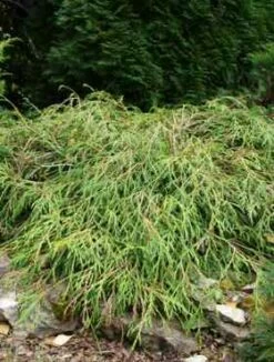 Żywotnik Olbrzymi Kagers Beauty (C2)