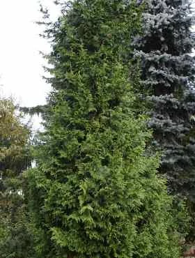 Żywotnik Olbrzymi 'Kórnik'