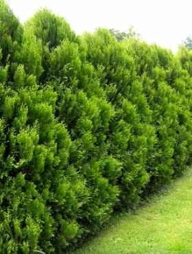 Żywotnik Olbrzymi 'Kórnik' - obrazek 2