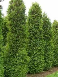 Żywotnik Olbrzymi 'Martin'