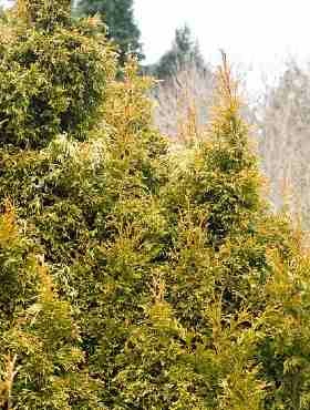 Żywotnik Olbrzymi 'Rogersi' - obrazek 2