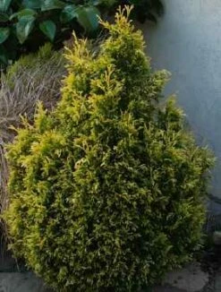 Żywotnik Olbrzymi 'Rogersi'