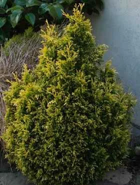 Żywotnik Olbrzymi 'Rogersi'