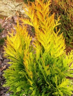 Żywotnik Olbrzymi 'Tiger Gold'