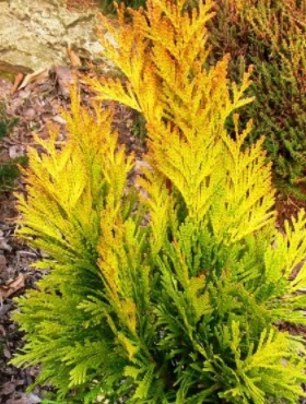 Żywotnik Olbrzymi 'Tiger Gold'