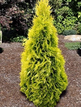 Żywotnik Olbrzymi 'Tiger Gold' - obrazek 2