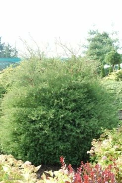 Żywotnik Zachodni Tuja Thuja Ericoides Puchacz