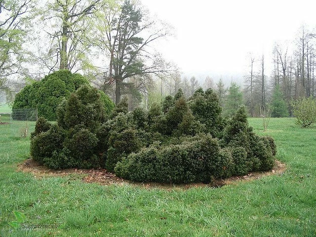Żywotnik Zachodni Tuja Thuja Ericoides Puchacz - obrazek 4