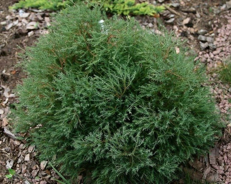 Żywotnik Zachodni Tuja Thuja Ericoides Puchacz - obrazek 3