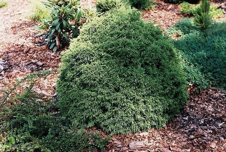 Żywotnik Zachodni Tuja Thuja Recurva Nana - obrazek 4