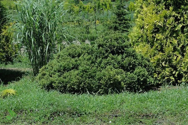 Żywotnik Zachodni Tuja Thuja Recurva Nana - obrazek 5